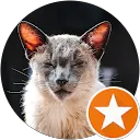 Iain Avatar